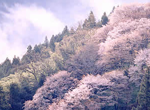 桜山荘　花屋
