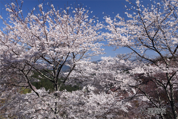 関屋桜