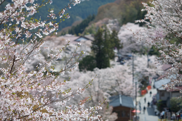 吉野の町と桜