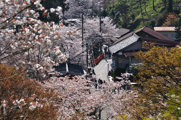 吉野の町と桜