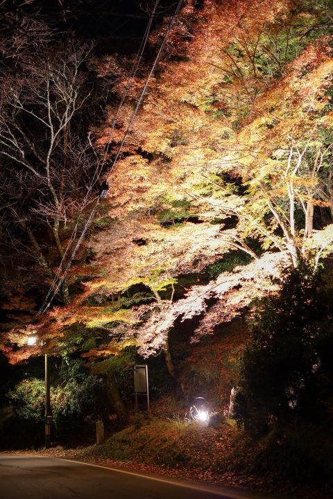 秋のライトアップ　紅葉