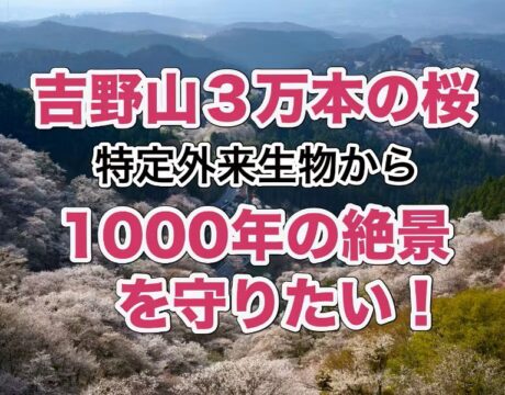 【吉野山3万本の桜】特定外来生物から1000年の絶景を守りたい