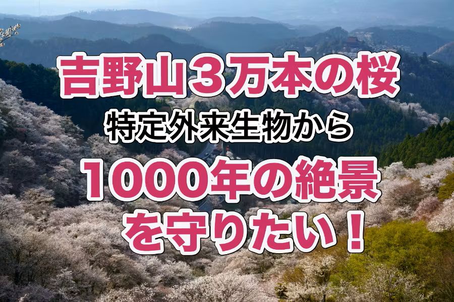 【吉野山3万本の桜】特定外来生物から1000年の絶景を守りたい