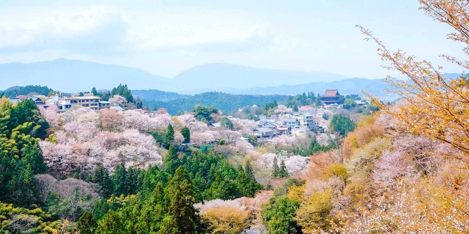 桜の吉野山遠景