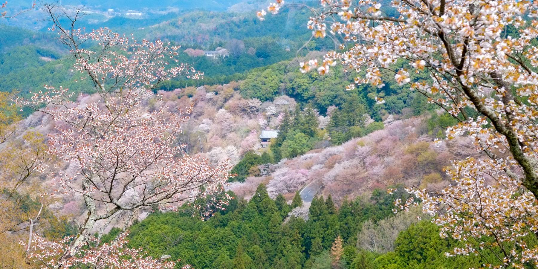 桜の吉野山遠景
